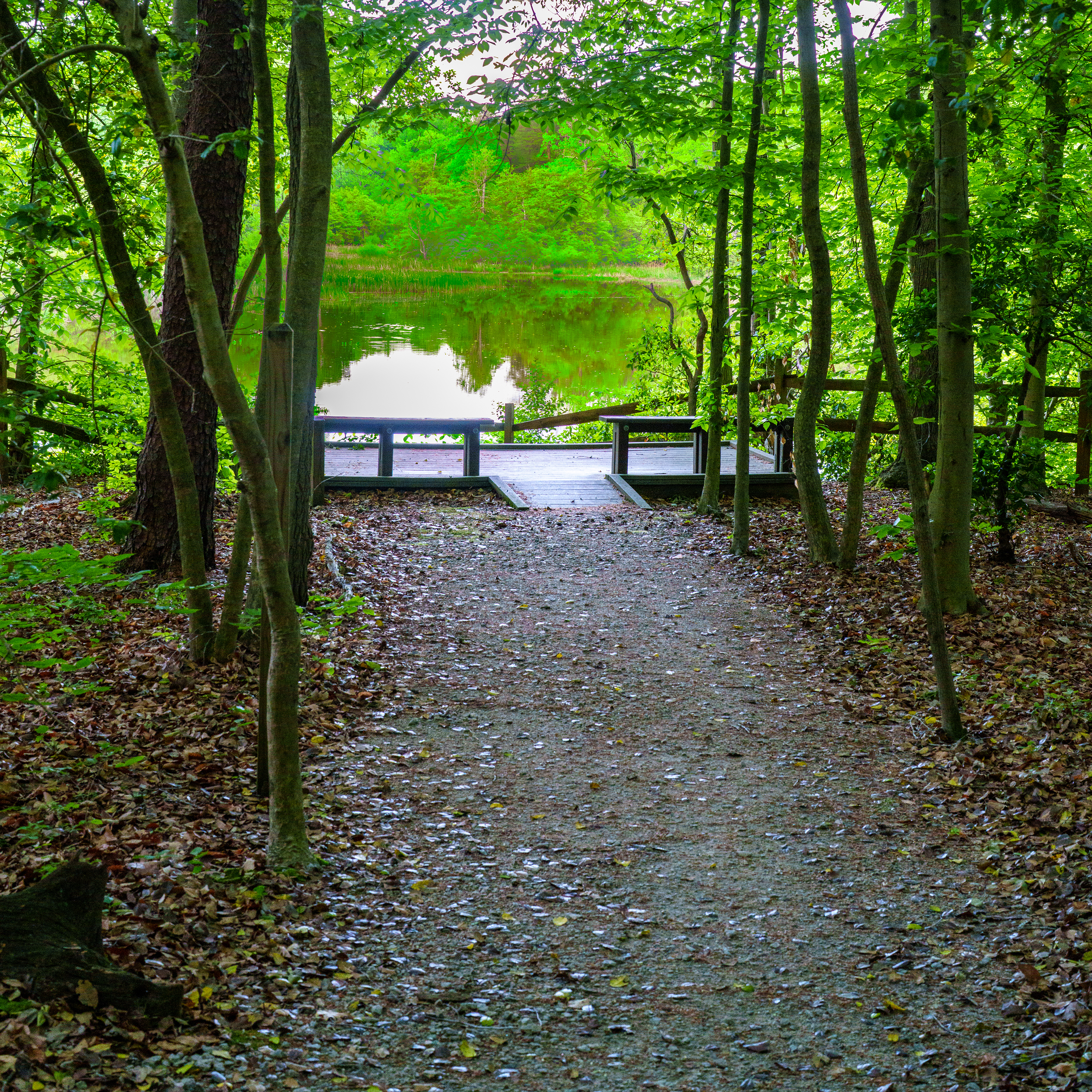 Trail